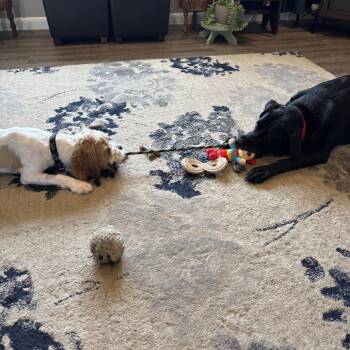 Sampson -  Cavalier King Charles Spaniel and Shih Tzu Dog for Adoption in Sinking Spring, Pennsylvania - Sampson | PetCurious