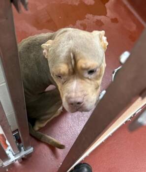 (410) -  Pit Bull Terrier Dog for Adoption in Marietta, Georgia - (410) | PetCurious