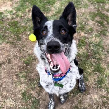 Australian Cattle Dog Blue Heeler Dogs Available for Adoption in Ottawa Hills, Ohio - Ruby | PetCurious