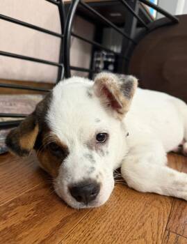 Terrier Dogs Available for Adoption in Candler, North Carolina - Kalypso | PetCurious