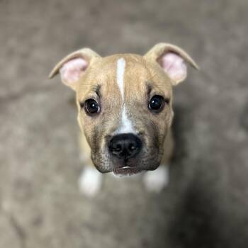 American Bully and Boxer Dogs Available for Adoption in Houston, Texas - Leon | PetCurious