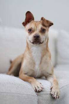 Chihuahua Dogs Available for Adoption in Tracy, California - Lola | PetCurious