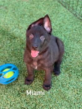 Miami -  German Shepherd Dog Dog for Adoption in Douglas, Massachusetts - Miami | PetCurious