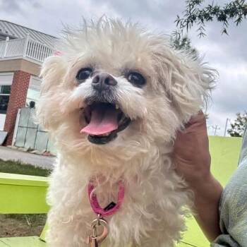 Glitter Dumpling -  Mixed Breed Dog for Adoption in Fredericksburg, Virginia - Glitter Dumpling | PetCurious