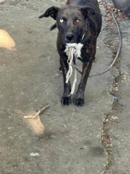 Rescue Pit Bull Terrier and Mixed Breed Dogs for Adoption in Houston, Texas - A644936 | PetCurious