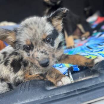 Rescue Mixed Breed Dogs for Adoption in West Plains, Missouri - NA | PetCurious