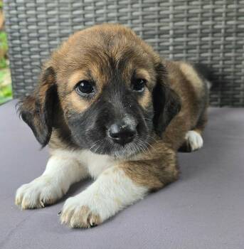 Opal -  Collie and Beagle Dog for Adoption in Newport, Tennessee - Opal | PetCurious
