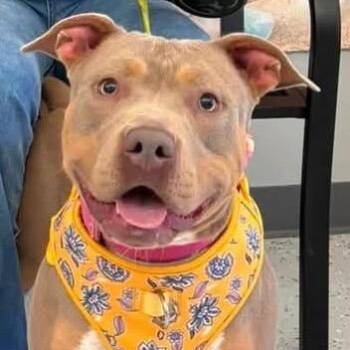 Shyne -  Pit Bull Terrier Dog for Adoption in Dallas, Texas - Shyne | PetCurious