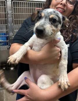 Australian Cattle Dog Blue Heeler Dogs Available for Adoption in Thompson Falls, Montana - Tilly | PetCurious