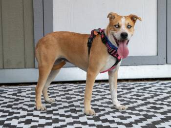 Lacey -  Mixed Breed Dog for Adoption in Savage, Minnesota - Lacey | PetCurious