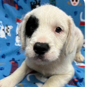 Dalmatian and Poodle Dogs Available for Adoption - Lars | PetCurious
