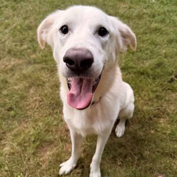 Jovi (Courtesy Posting) -  Great Pyrenees and Mixed Breed Dog for Adoption in Hopkinton, Massachusetts - Jovi (Courtesy Posting) | PetCurious