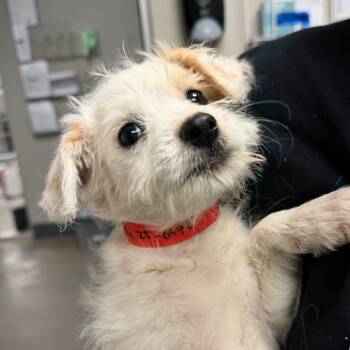 Rescue Cattle Dog Dogs for Adoption in Yuma, Arizona - Sancha | PetCurious