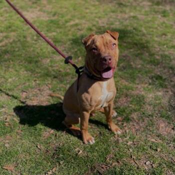 Rescue Mixed Breed Dogs for Adoption in Spartanburg, South Carolina - Rex | PetCurious