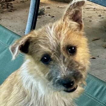 Darby -  Norfolk Terrier and Cairn Terrier Dog for Adoption in Houston, Texas - Darby | PetCurious