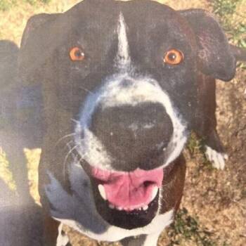 Penguin -  Pit Bull Terrier Dog for Adoption in Salt Lake City, Utah - Penguin | PetCurious