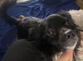 Diva -  Chihuahua Dog for Adoption in Stockton, California - Diva | PetCurious