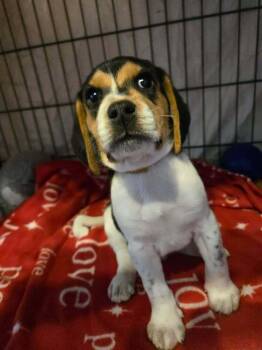 Beagle Dogs Available for Adoption - Petro - Pending Adoption | PetCurious