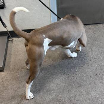 110434 -  Mixed Breed Dog for Adoption in Las Cruces, New Mexico - 110434 | PetCurious