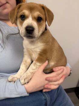 Mixed Breed Dogs Available for Adoption - Peach | PetCurious