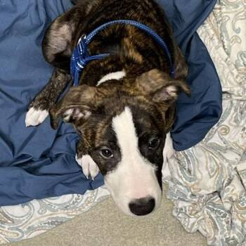 Goblin -  Pit Bull Terrier Dog for Adoption in Baltimore, Maryland - Goblin | PetCurious
