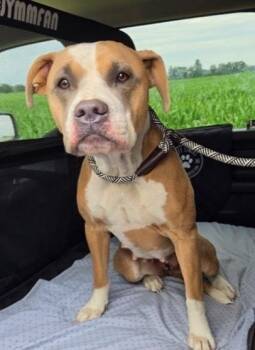 KYRA -  Mixed Breed and American Bulldog Dog for Adoption in Rochester, Indiana - KYRA | PetCurious