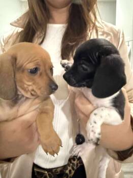 Dachshund Dogs Available for Adoption - Heidi & Hilda Dachshund Puppies | PetCurious