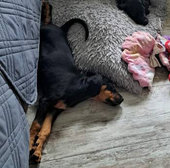 Clampett -  Black And Tan Coonhound and Rottweiler Dog for Adoption in Panama City, Florida - Clampett | PetCurious