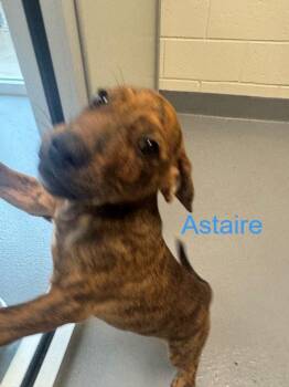 Labrador Retriever Dogs Available for Adoption in Hilton Head Island, South Carolina - Astaire | PetCurious