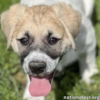 Great Pyrenees and Border Collie Dogs Available for Adoption in Beacon, New York - Ziti In OH - Sweet & Sensitive! | PetCurious
