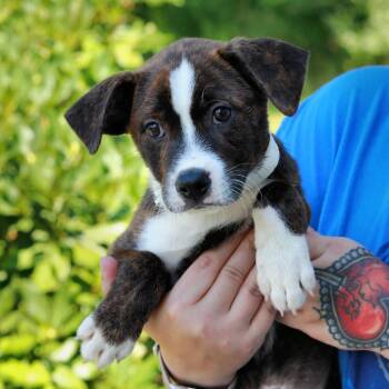 CT Otis -  Cattle Dog and Australian Cattle Dog Blue Heeler Dog for Adoption in Eastford, Connecticut - CT Otis | PetCurious