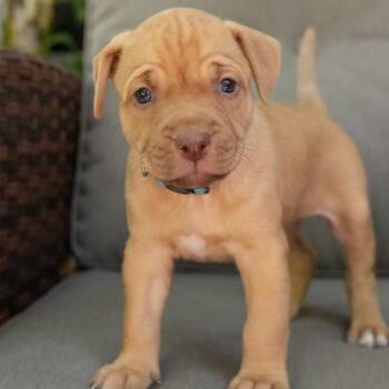 Jelly Roll -  Labrador Retriever and Vizsla Dog for Adoption in Pflugerville, Texas - Jelly Roll | PetCurious