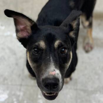 Rescue German Shepherd Dog Dogs for Adoption in Clarksdale, Mississippi - Stacy | PetCurious