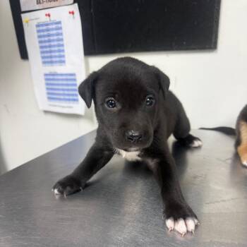 Gator -  Shepherd and Mixed Breed Dog for Adoption in Parrish, Alabama - Gator | PetCurious