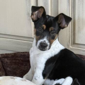 Corgi and Terrier Dogs Available for Adoption in Fayetteville, Georgia - Rocky | PetCurious