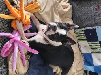 Bubby -  Boston Terrier Dog for Adoption in Rockwell City, Iowa - Bubby | PetCurious
