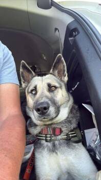 Dawn -  German Shepherd Dog and Husky Dog for Adoption in Germantown, Ohio - Dawn | PetCurious