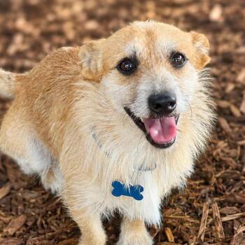 Tiny -  Cairn Terrier and Corgi Dog for Adoption in Boerne, Texas - Tiny | PetCurious