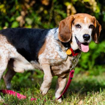 Doc -  Beagle Dog for Adoption in Scituate, Massachusetts - Doc | PetCurious