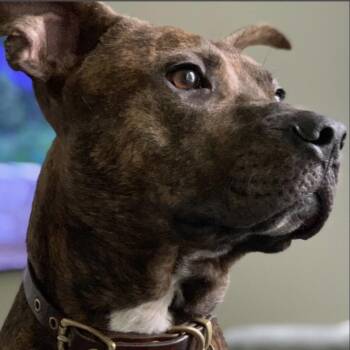 Cash -  Pit Bull Terrier and Mixed Breed Dog for Adoption in Chicago, Illinois - Cash | PetCurious