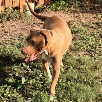Caldwell -  Pit Bull Terrier Dog for Adoption in Richmond, Missouri - Caldwell | PetCurious