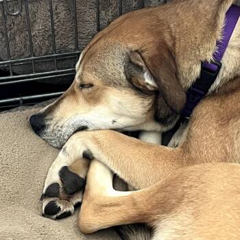 Shepherd Dogs Available for Adoption in Minneapolis, Minnesota - Stella | PetCurious