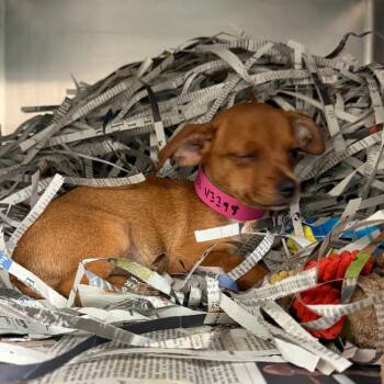 Chihuahua and Mixed Breed Dogs Available for Adoption in Lakeland, Florida - Alura | PetCurious
