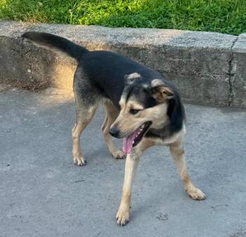 Union City 1 -  Labrador Retriever Dog for Adoption in Winchester, Indiana - Union City 1 | PetCurious