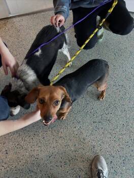 Rescue Mixed Breed Dogs for Adoption in Columbus, Indiana - Penny | PetCurious