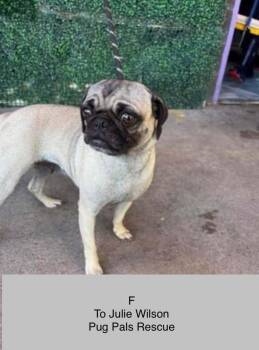 Ziggy -  Pug Dog for Adoption in Eagle, Idaho - Ziggy | PetCurious