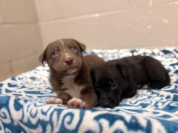 Toby Keith -  Labrador Retriever Dog for Adoption in Collierville, Tennessee - Toby Keith | PetCurious