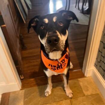 American Staffordshire Terrier and Australian Kelpie Dogs Available for Adoption in Houston, Texas - Gus (Friendly, Smart, Big Lovebug) | PetCurious
