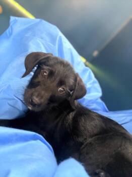 Mixed Breed Dogs Available for Adoption in Ellijay, Georgia - Heath | PetCurious