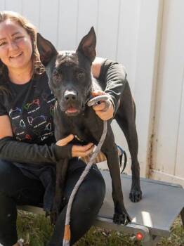 Sanker -  Mixed Breed Dog for Adoption in Chamblee, Georgia - Sanker | PetCurious